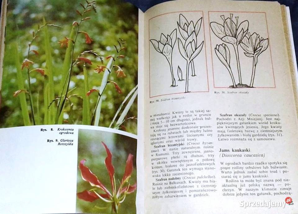 Mało znane ozdobne rośliny cebulowe i bulwiaste Rok wydania 1985 Chełm