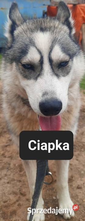 Pieski szukają nowych domów Reda sprzedam