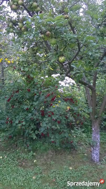 Działka rekreacyjna Paulinów Grunty i działki Głogów sprzedam