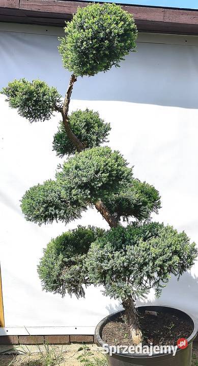Bonsai Niwaki Jałowiec Holger Medynia Łańcucka