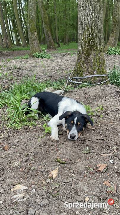 Border Collie szczeniak krótkowłosy sprzedam
