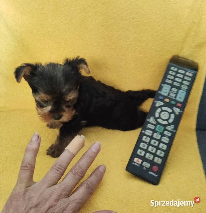 Yorkshire terrier merle pieski Żory sprzedam