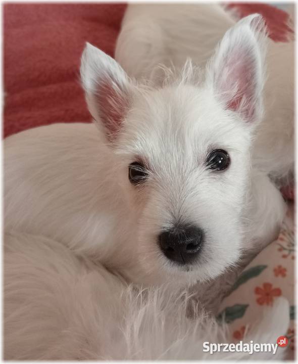 ZKwP FCI West Highland White Terrier DNA CMO0 Zwierzęta śląskie Częstochowa
