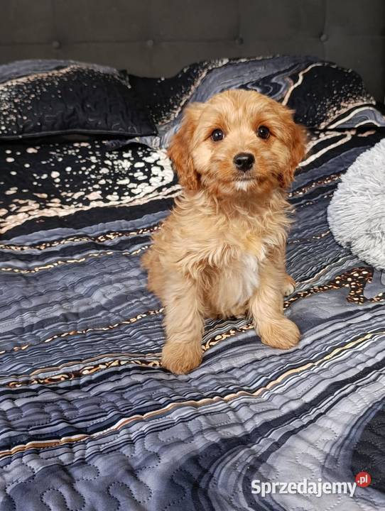 Cavapoo suczka Szczaworyż
