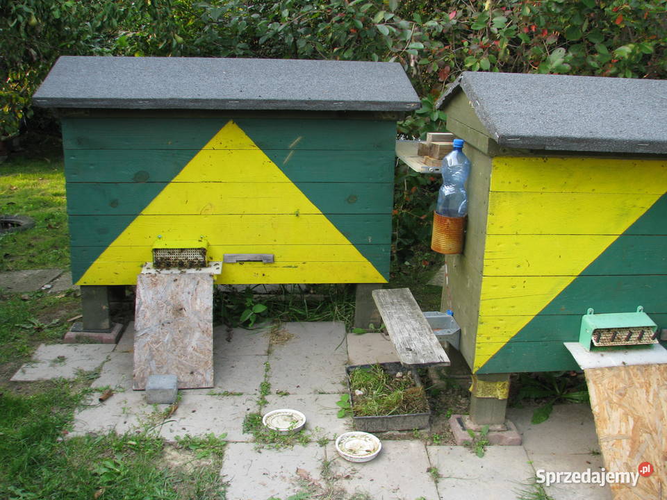 mini pasieka Olsztyn
