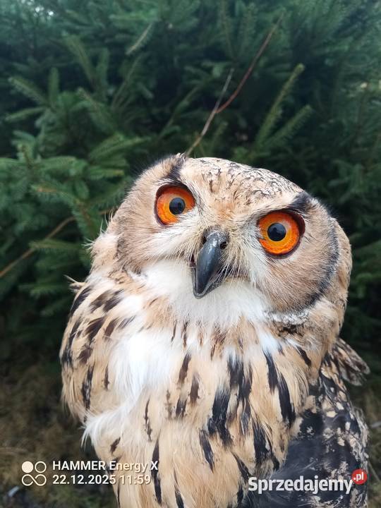 Sprzedam Puchacza Bengalskiego Młody samczyk z Gryfów Śląski sprzedam