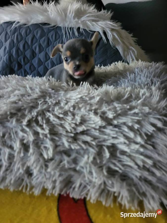 chihuahua Grudziądz