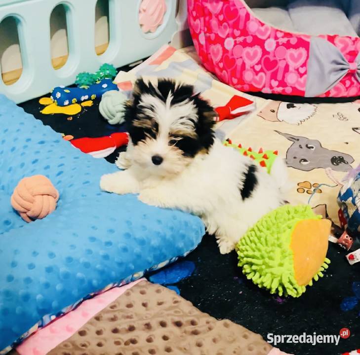 York Biewer cudeńko z Bajki Do odbioru