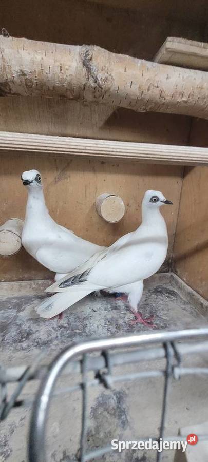 Gołębie wiedeński lotny Ptaki