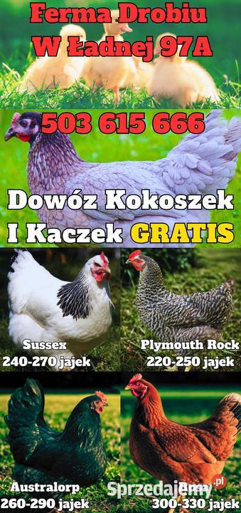 Kokoszki z GWARANCJĄ Dowozy Ferma Drobiu Ładna małopolskie Stary Sącz sprzedam