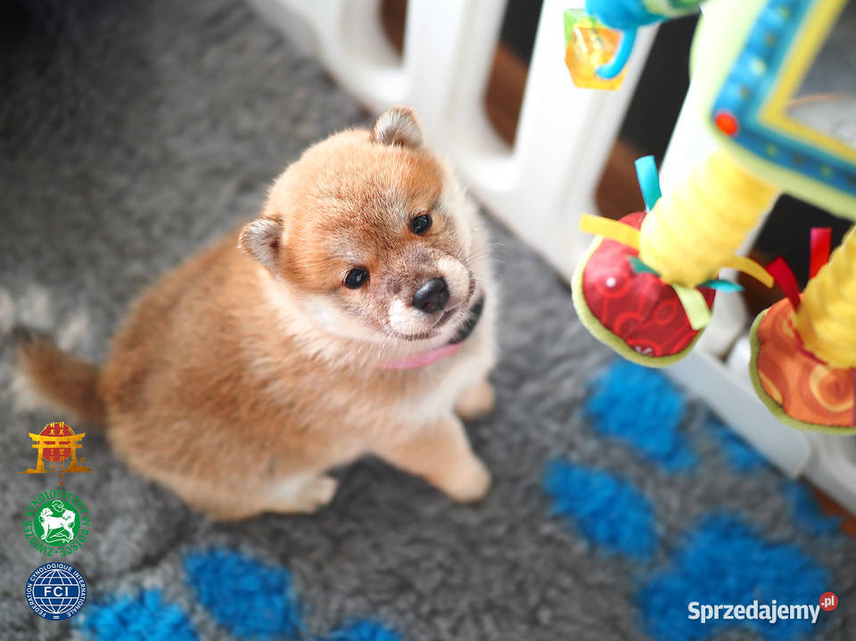 Piesek Suczka czerwony Shiba Inu ZKwPFCI