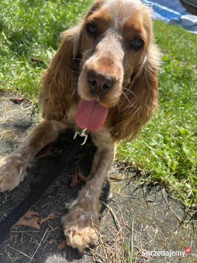 Sunia Cockier spaniel angielski Koronowo