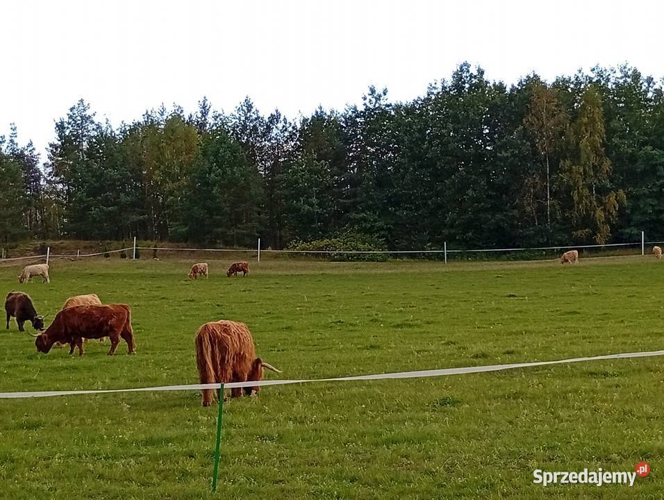 Krowy Highland stado 12 bydło mięsne szkockie