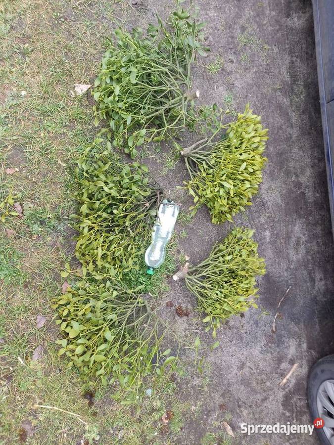 Choinka stroik wianki jemioła jodła jedlina Dom i Ogród Brody