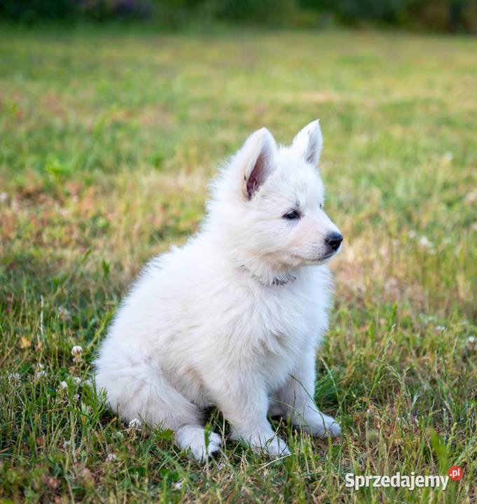 biały owczarek szwajcarski aktualizacja nowe Pozostałe Baniewice