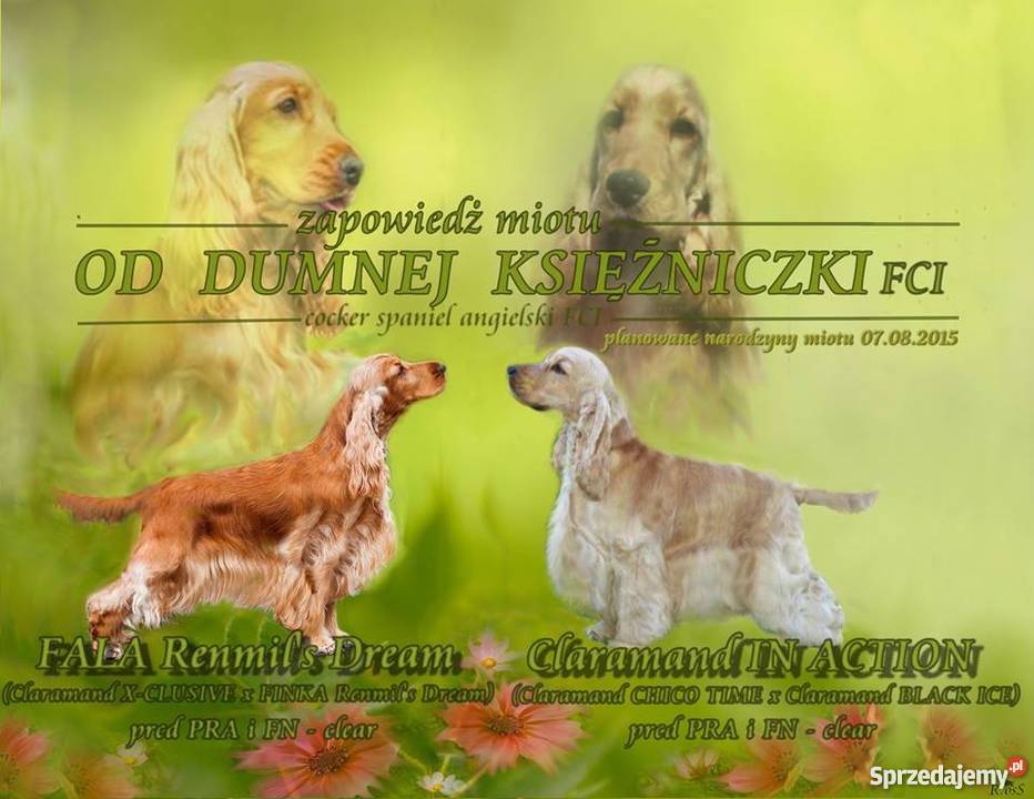 COCKER SPANIEL ANGIELSKI ZKwPZLOTY PIESEK wielkopolskie Poznań