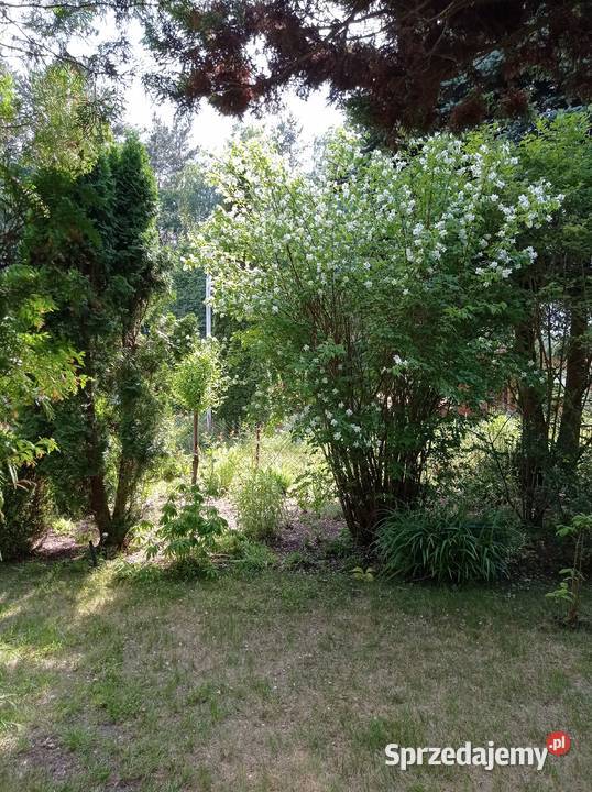 Sprzedam działkę ROD Chobot Sprzedaż