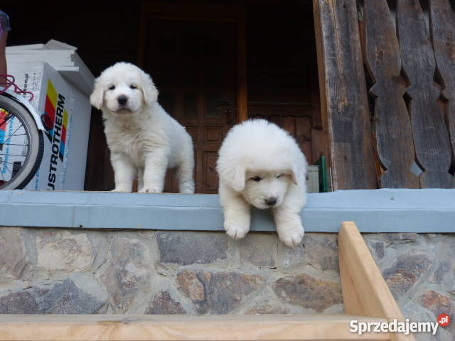 SPRZEDAM OWCZARKI PODHALAŃSKIE Raba Wyżna