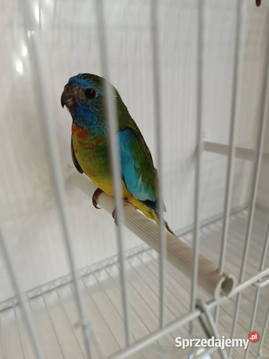 Sprzedam Łąkówke samca małopolskie Koźmice Wielkie sprzedam