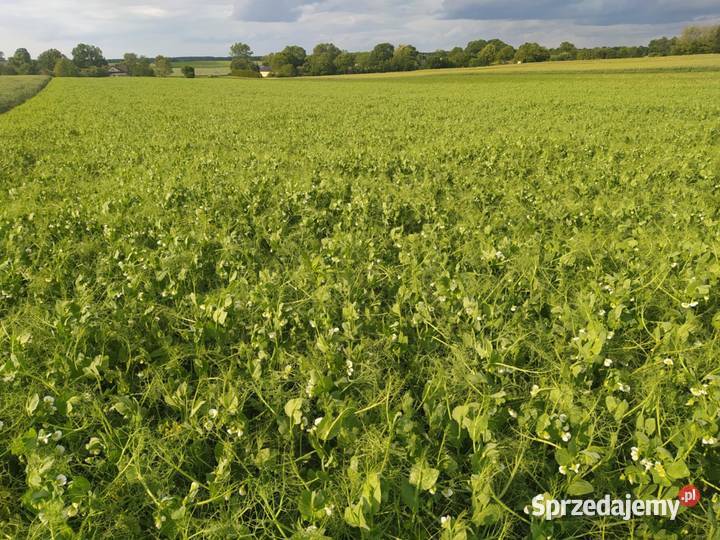Groch Batuta Zboża śląskie
