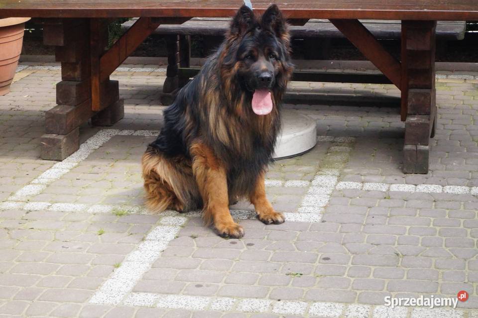 owczarek niemiecki Radom