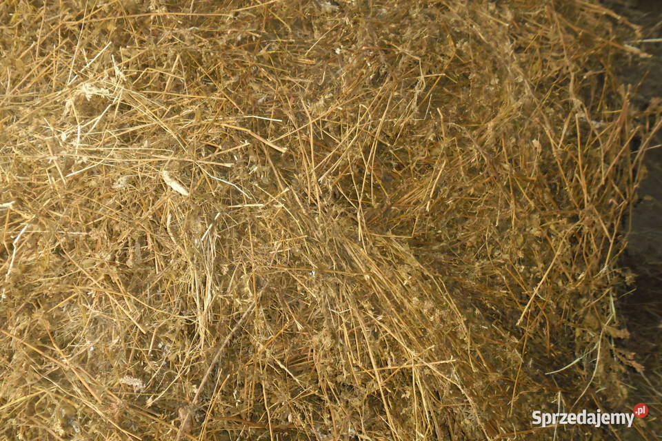 Kiszonka z lucerny baloty Pierzchnica