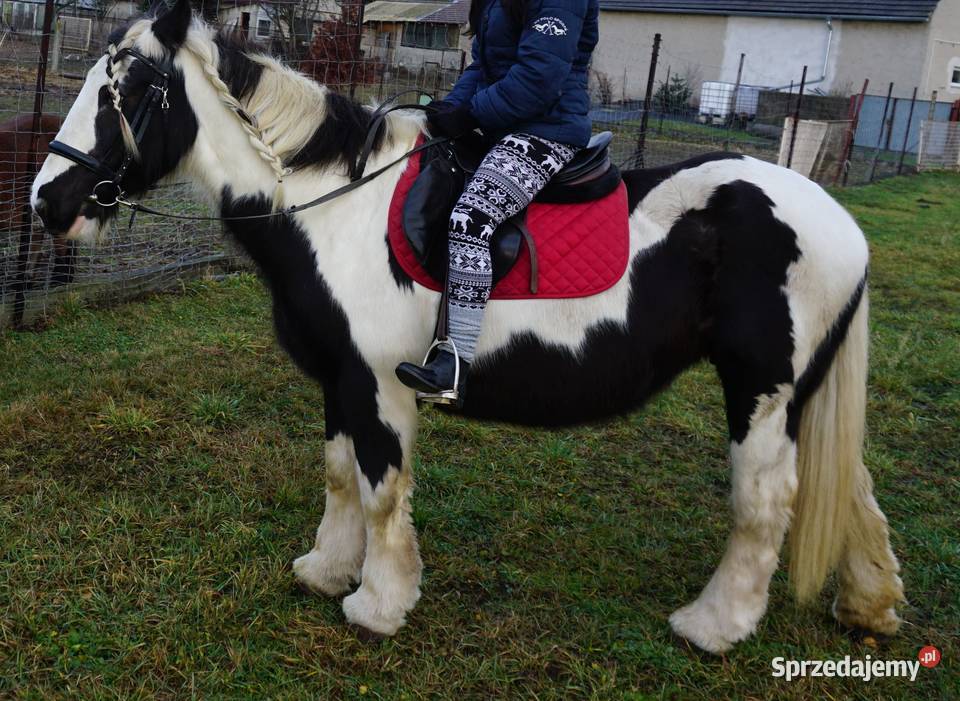 Sprzedam klacz Tinker Opole