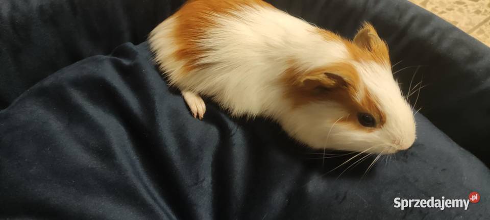 Świnki morskie Gryzonie podkarpackie Rzeszów