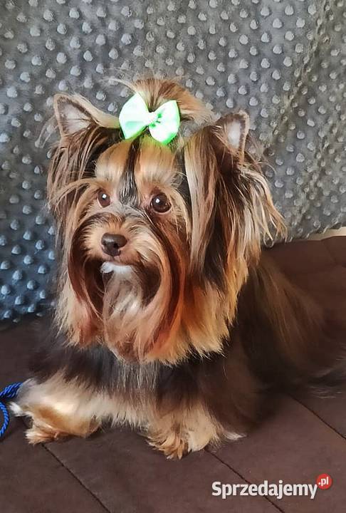 York miniaturowy xxs Kalisz