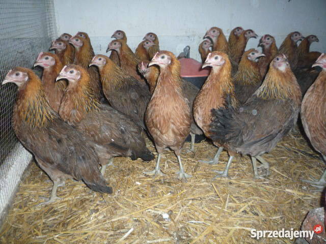 KURY zielononóżki 715tyg odchowane szczepione Świecie