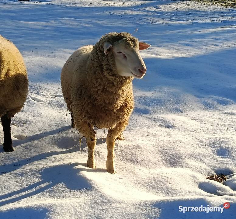 Baran tryk Nowy Sącz sprzedam