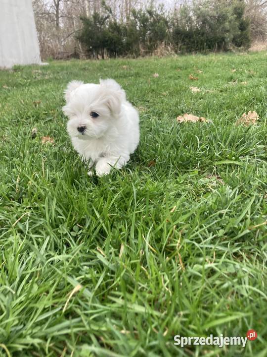 Maltańczyk piesek świętokrzyskie Raczyce