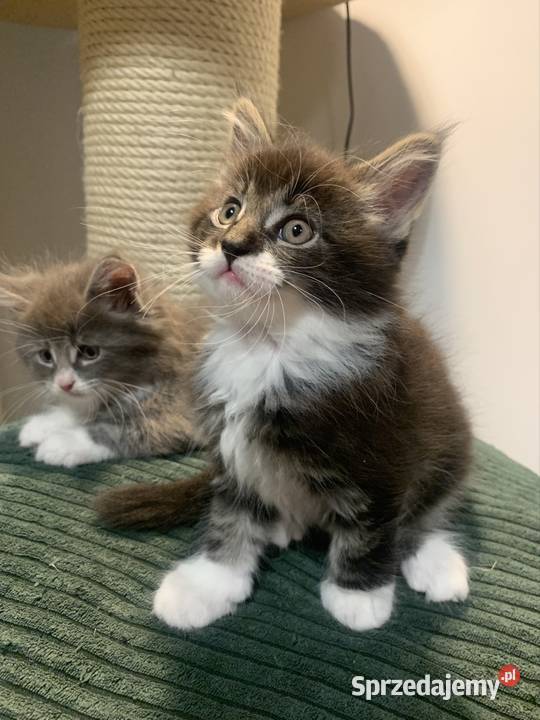 Maine Coon Kocur Czarno Biały Wybitne Maine Coon