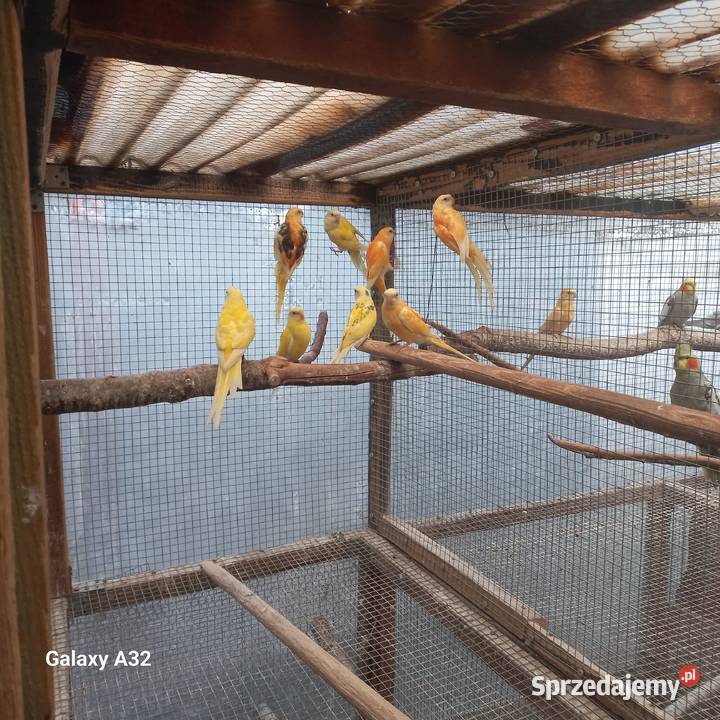 Świergotki seledynowe dorosłe i młode