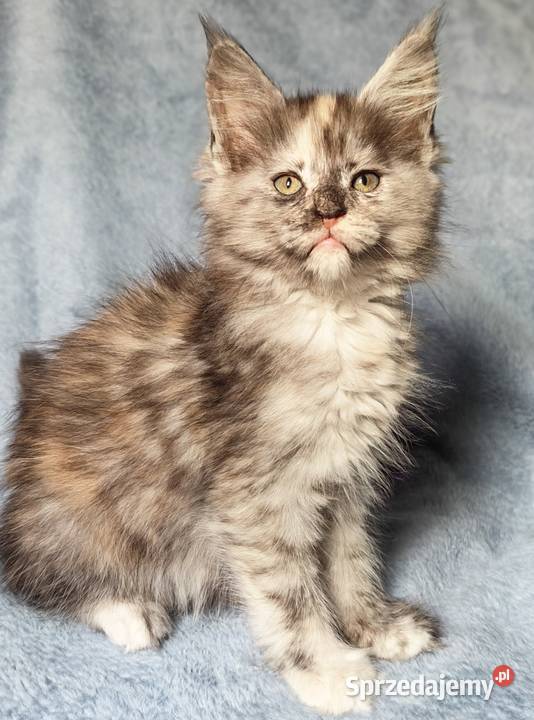 Maine Coon kotka do hodowli rodowód FPL Olkusz sprzedam