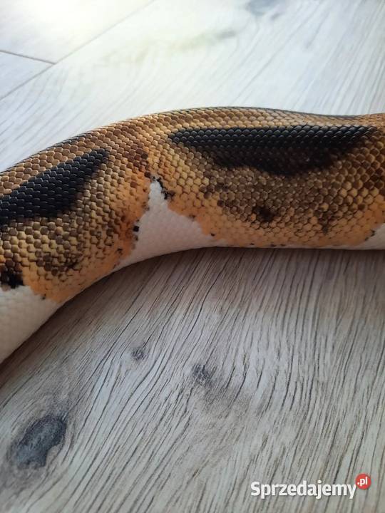 Wąż zbożowy Piebald Samica Opole