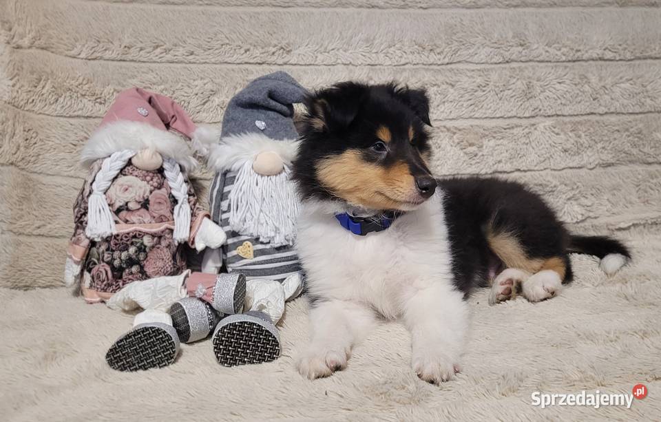 Collie OwczareSzkocki Długowłosy szczenięta ZKwP Pozostałe Wrocław