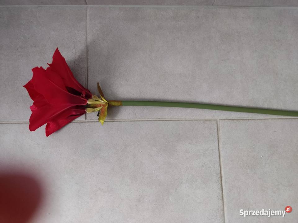 AMARYLIS CZERWONY DUZY KWIAT SZTUCZNY odcienie czerwieni Ropczyce