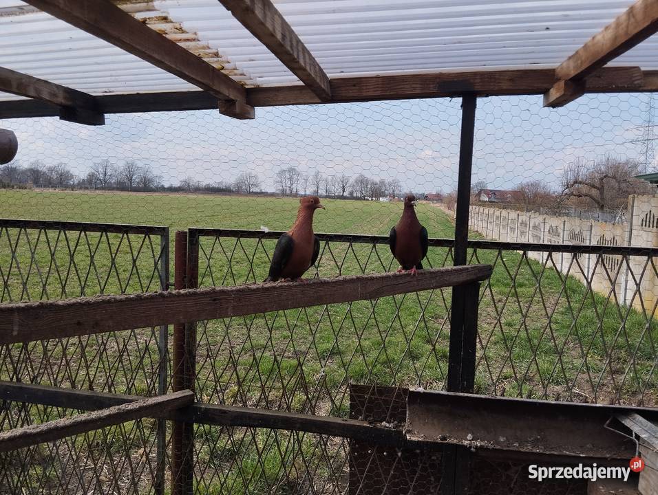 GILE miedzianesamiczki