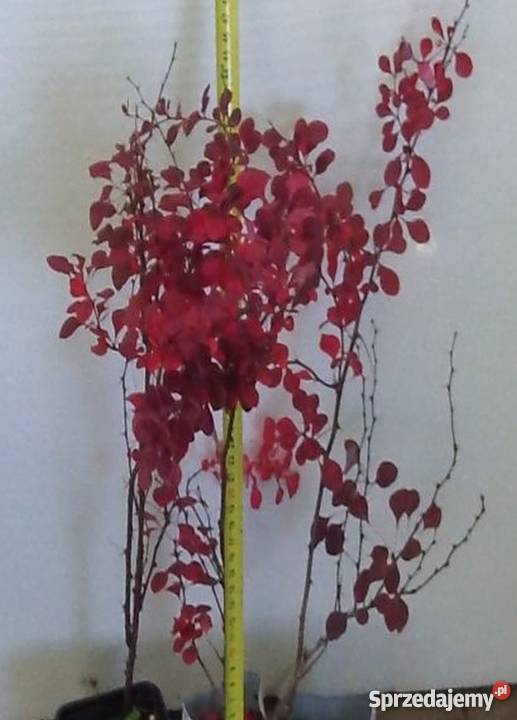 Berberis Thunbergii Rosy Rocket Kolumnowy kujawsko-pomorskie Bydgoszcz