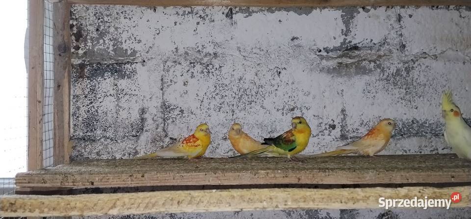 Świergotki różne mutacje i nimfy 2025 Pruchna