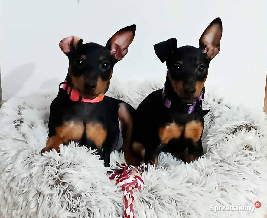 Pinczer miniaturowy ZKwP FCI wesoła przebadana