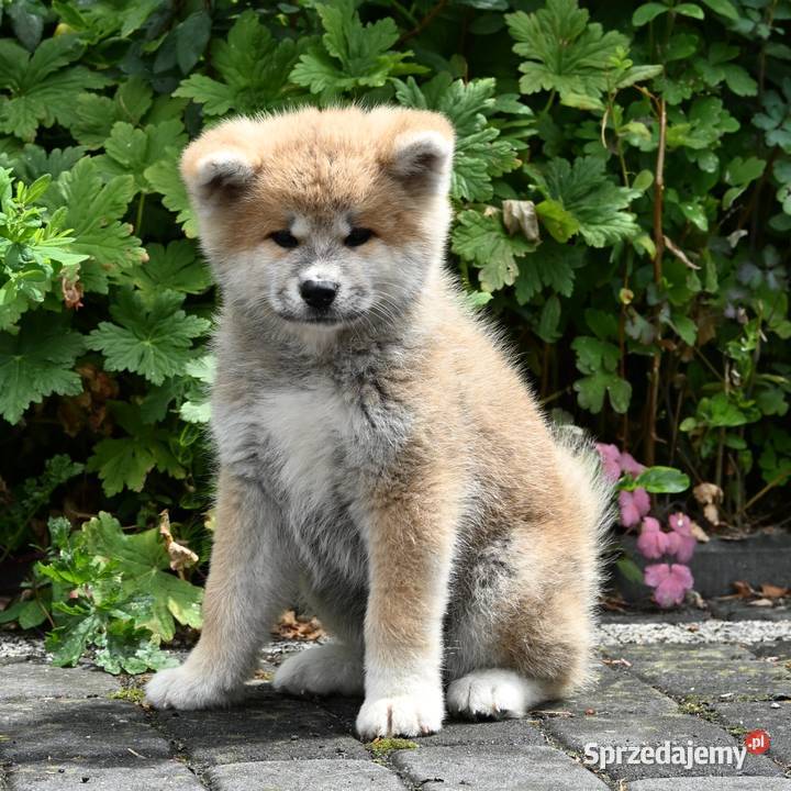 Akita inu akita japońska suczka FCI gotowa do Akita
