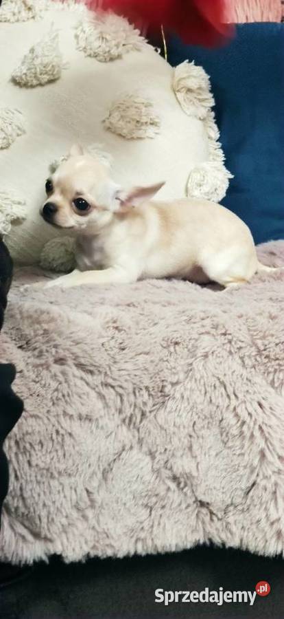 Gotowa Do Odbioru Przepiękna Dziewczynka Ciszkowo