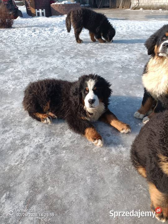 Piesek Berneński Pasterski Jeleniewo