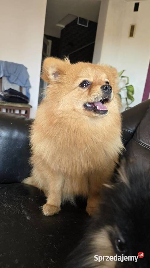 Pomeranian suczka szpic miniaturowy zkwp FCI Piątkowisko