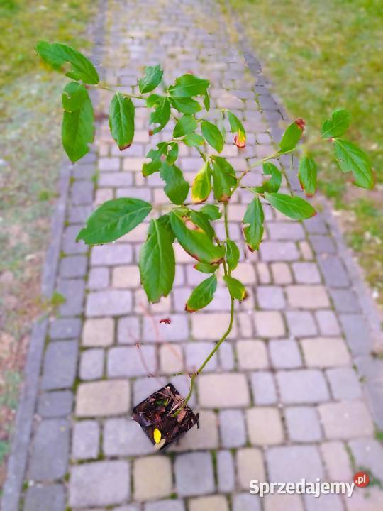 Borówka sadzonki Pokaniewo-Kolonia
