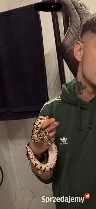 Samica pyton regius Międzychód sprzedam