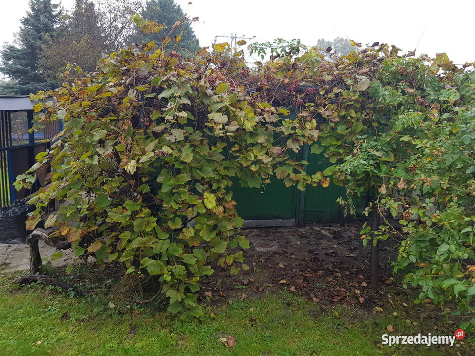 Działka rod w centrum miasta