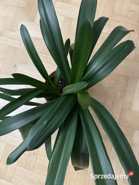 Kliwia pomarańczowa doniczkowa clivia miniata Częstochowa